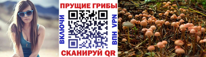Галлюциногенные грибы Psilocybe  Купить закладки  Чаплыгин 